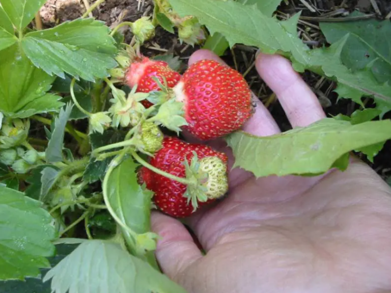 How to Grow Huge Strawberries 24 Info Channel