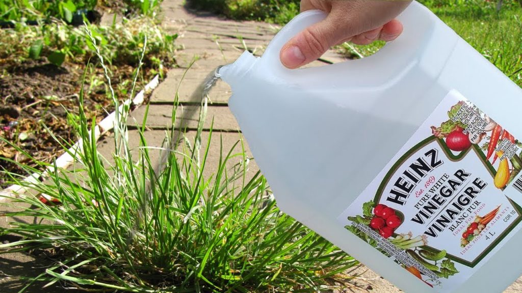 Unbelievable 10 Uses Of White Vinegar In The Garden 24 Info Channel