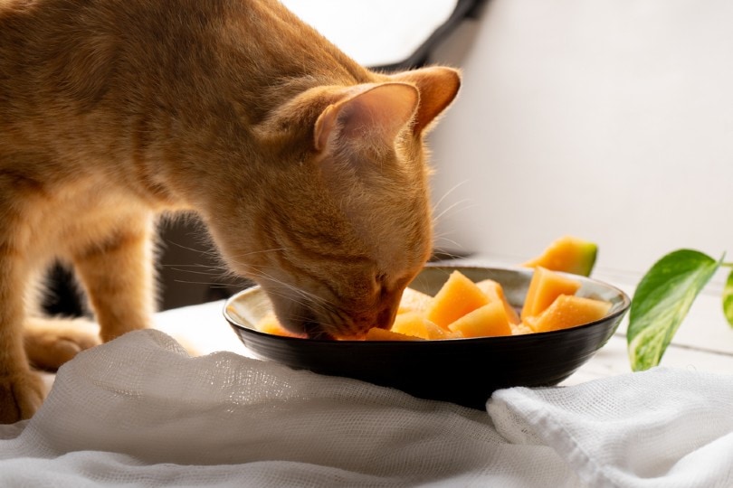 5 Superfoods You Didn't Know Were Good For Your Cat - 24 Info Channel