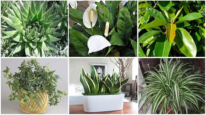 These Plants Are Oxygen Bombs And They Can Clean The Air At Your Home - 24 Info Channel