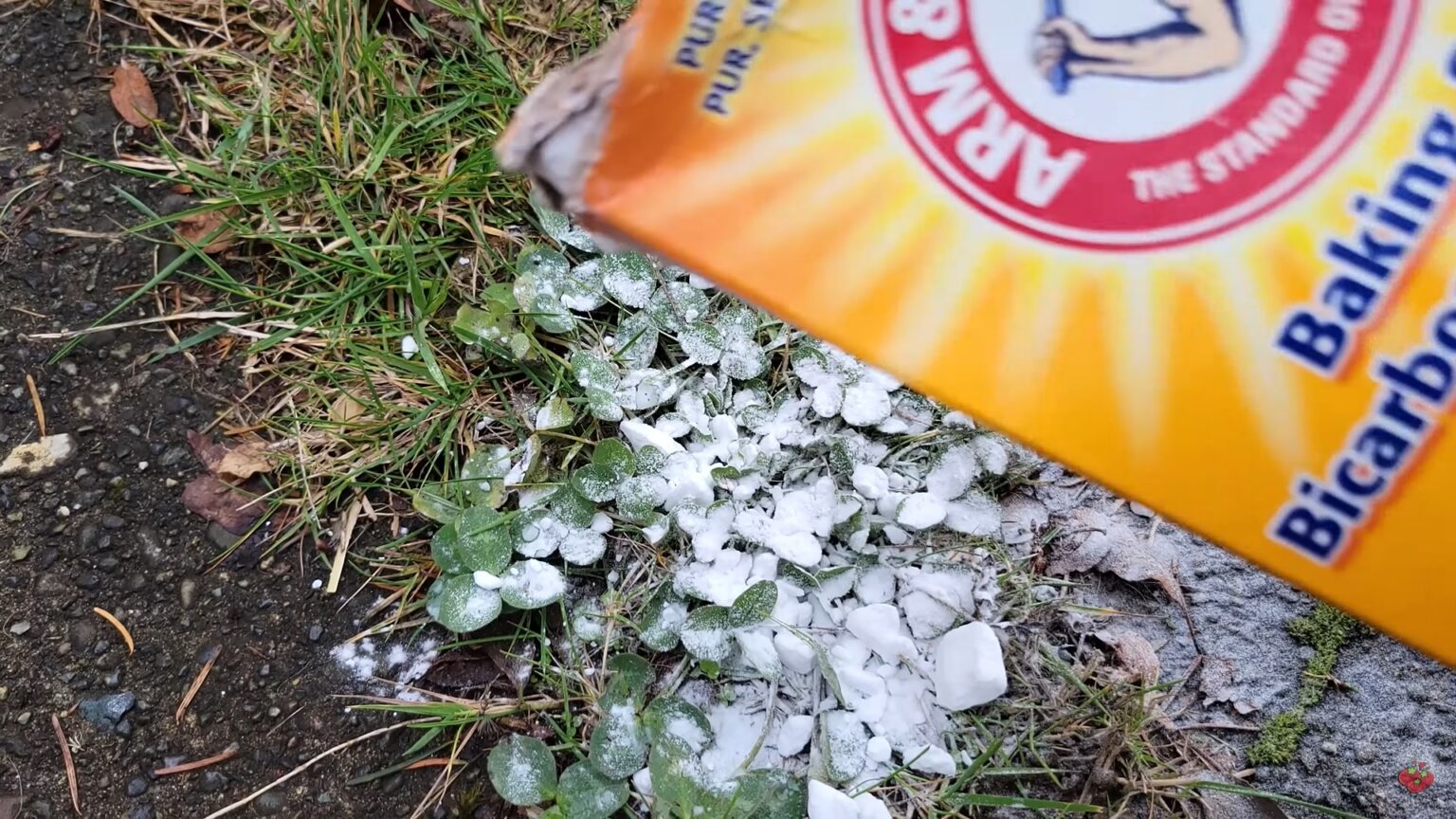10 Amazing Uses of Baking Soda in the Garden - 24 Info Channel